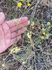 Persicaria angustifolia