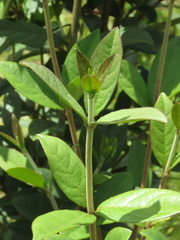 Viburnum tinoides
