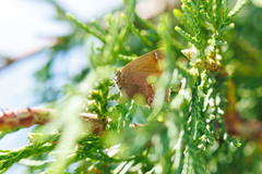 Callophrys gryneus