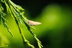 Callophrys gryneus