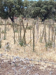 Echium boissieri