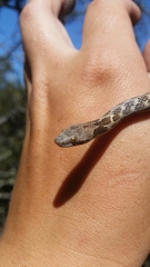 Hypsiglena ochrorhynchus