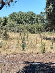 Echium boissieri