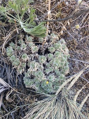 Artemisia cuspidata