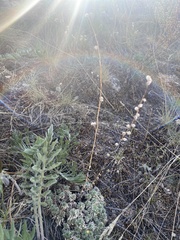 Artemisia cuspidata
