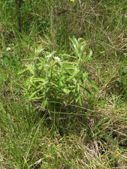 Pseudognaphalium elegans