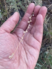 Artemisia cuspidata