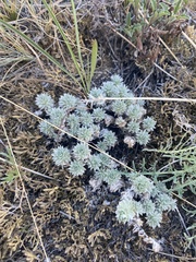 Artemisia cuspidata