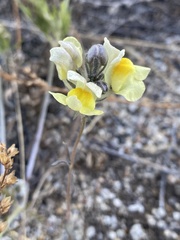 Linaria buriatica