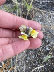 Linaria buriatica