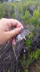 Peromyscus fraterculus