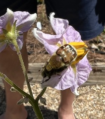Trichiotinus piger