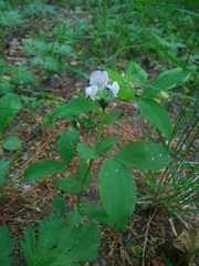 Lathyrus laxiflorus