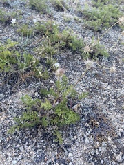 Pulsatilla tenuiloba