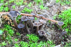 Craterellus subundulatus