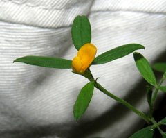 Stylosanthes biflora