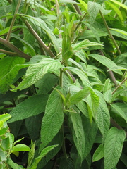 Lepidaploa canescens