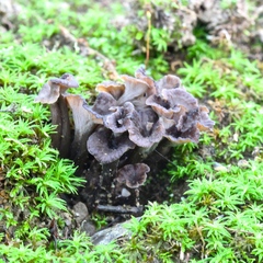 Craterellus subundulatus