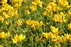 Lotus campylocladus image