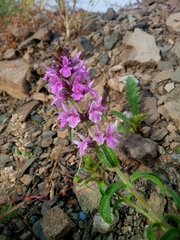 Stachys iberica