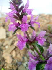 Stachys iberica
