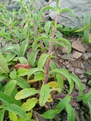 Stachys iberica