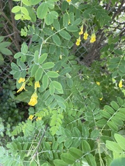 Caragana arborescens