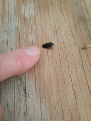 Prosapia ignifera