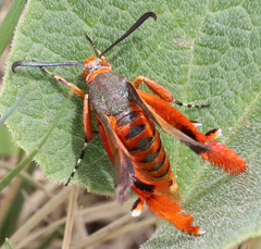 Eichlinia grande