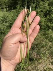 Carex castanea