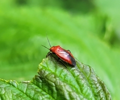 Tropidosteptes cardinalis