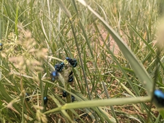 Chrysochus cobaltinus