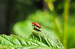 Tropidosteptes cardinalis
