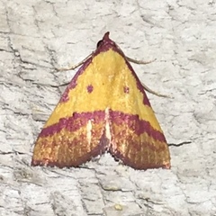 Phytometra rhodarialis