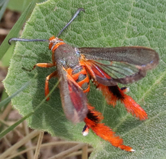 Eichlinia grande