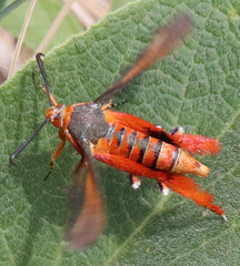 Eichlinia grande
