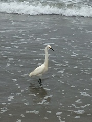 Egretta thula