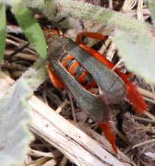 Eichlinia grande