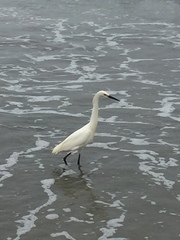 Egretta thula