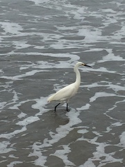 Egretta thula