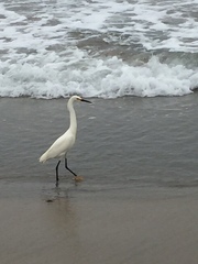 Egretta thula