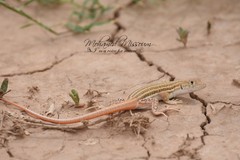 Acanthodactylus boskianus