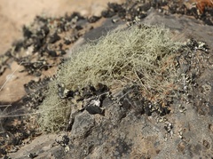 Ramalina australiensis