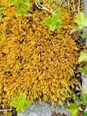 Breutelia chrysocoma