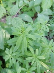Galium intermedium