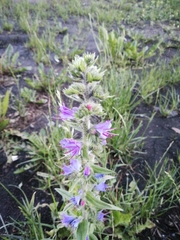Echium vulgare