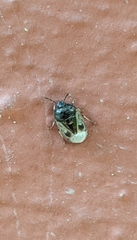 Crocistethus waltlianus