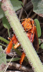 Eichlinia grande