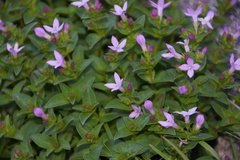 Houstonia montana