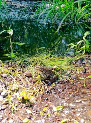 Pelophylax ridibundus